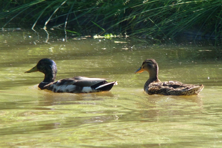 Promenade bateau erdre canal historique 3